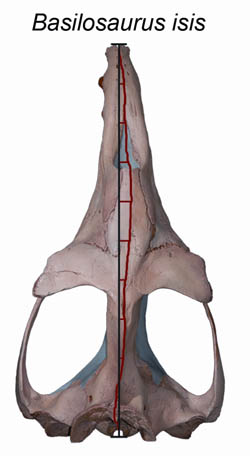 Cast of the skull of Basilosaurus isis, seen from the top, showing the deviation of the midline of the skull (red) from a straight line (black) connecting the tip of the snout with the back of the skull. Note that most of the midline lies to the right of the straight line, meaning that the skull is bent to the left. (Image courtesy Julia M. Fahlke.)