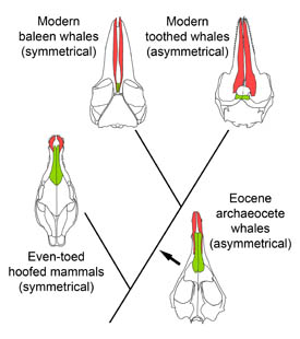 Evolutionary relationships between terrestrial even-toed hoofed mammals (artiodactyls), Eocene archaeocete whales, and modern toothed and baleen whales. The skulls of archaeocetes and toothed whales are asymmetrical, but the skulls of artiodactyls and baleen whales are symmetrical. Asymmetry evolved in archaeocetes and was later exaggerated in toothed whales. Asymmetry was reduced in baleen whales. (Image courtesy Julia M. Fahlke.) 