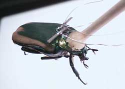 a beetle with electronic devices attached to its back and head