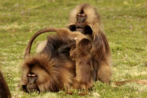 Two gelada males threaten an intruder while grooming with an infant. (Image: Clay Wilton.)