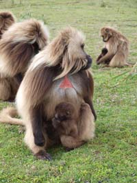 A follower male sits with an offspring that he may have sired. (Image: Noah Snyder-Mackler.)