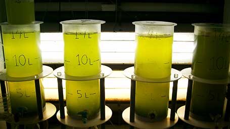 Algae test tubes. Stock photo.