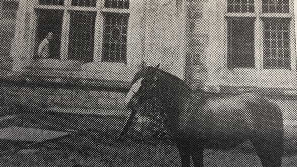 A horse in the Law Quad, 1954. (The Michigan Daily.)