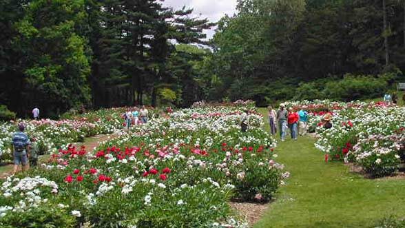 Peonies, courtesy of Nichols Aboretum