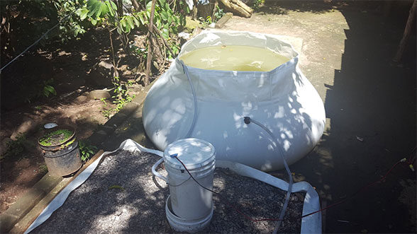 The Aquaponics Oasis Food Production System (Image courtesy of Michelle Leach.)