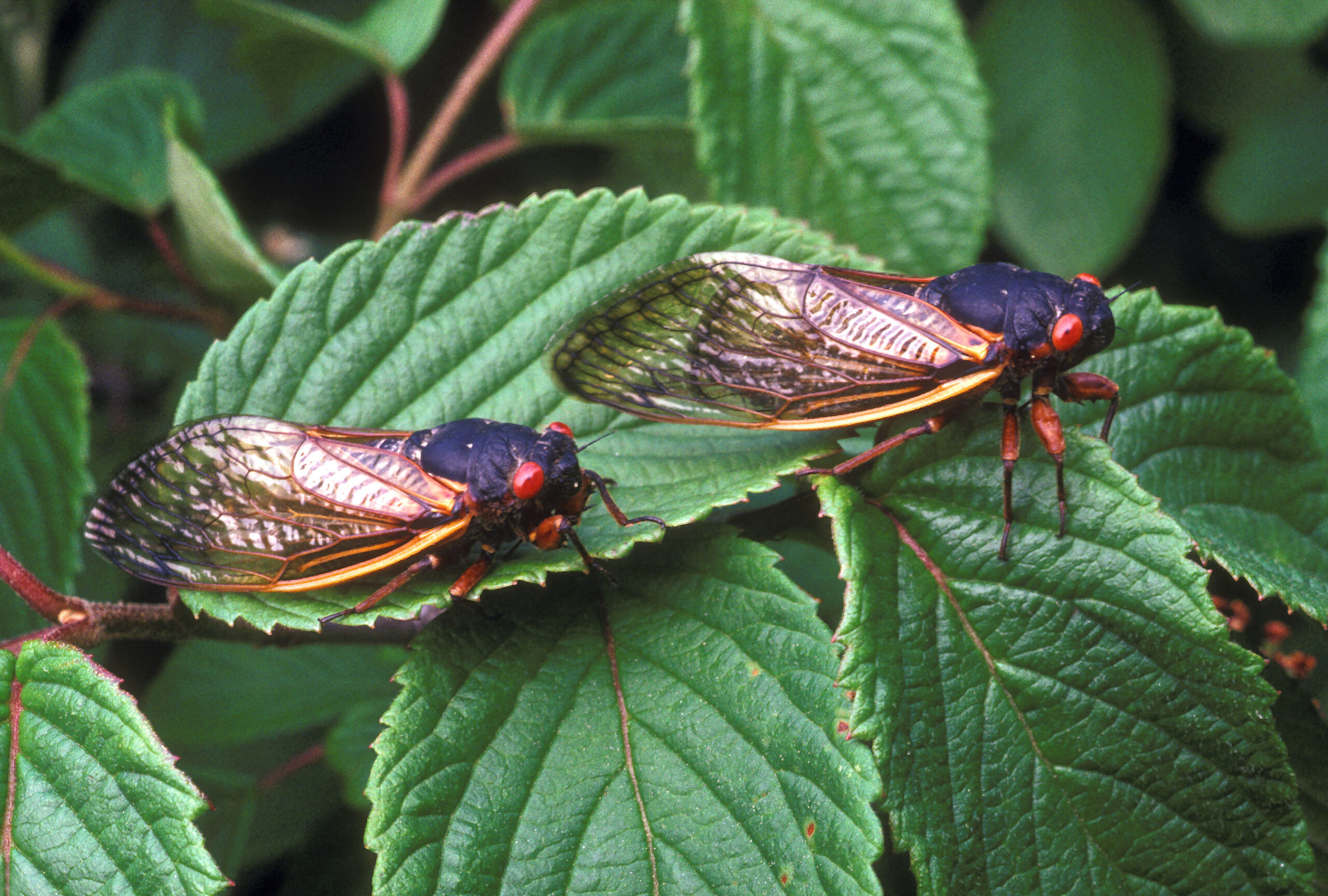 The Brood X Cicada