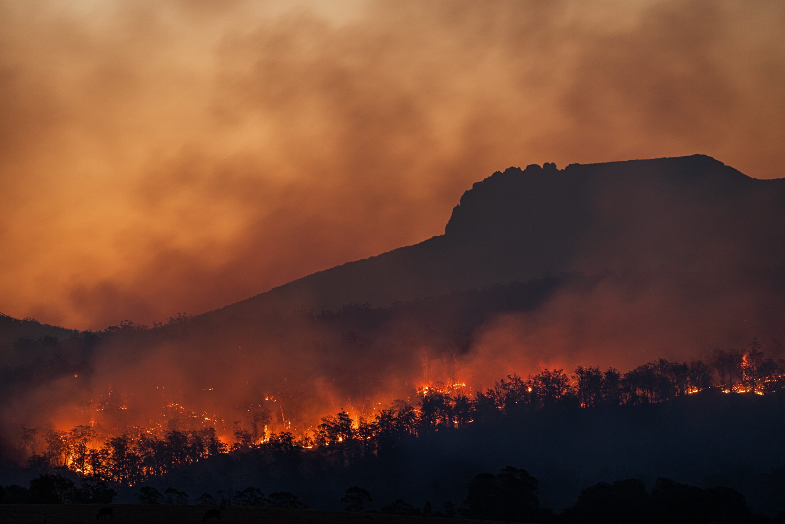 Wildfires destroy mountains