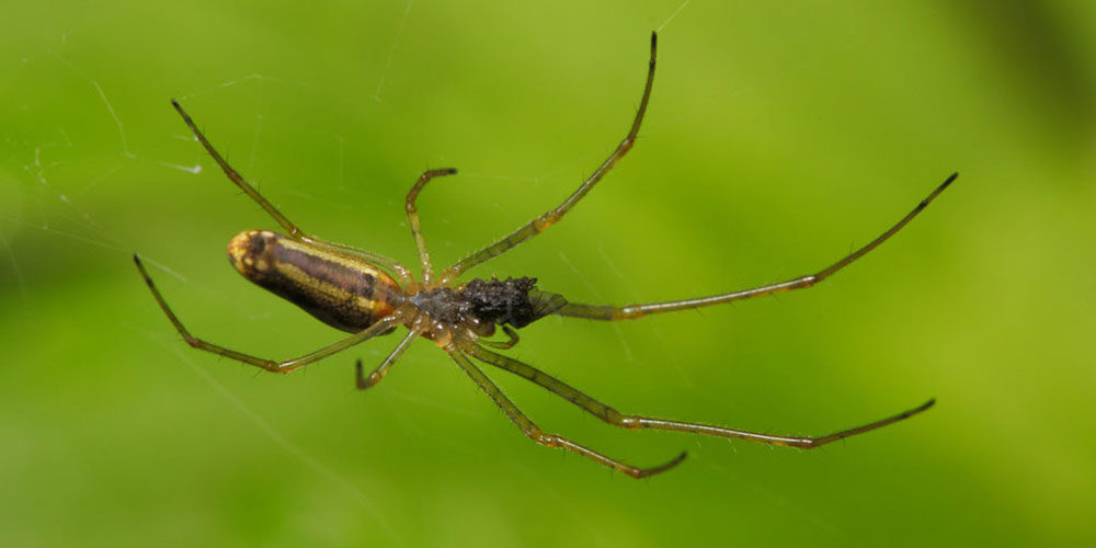 long-jawed orb weaver