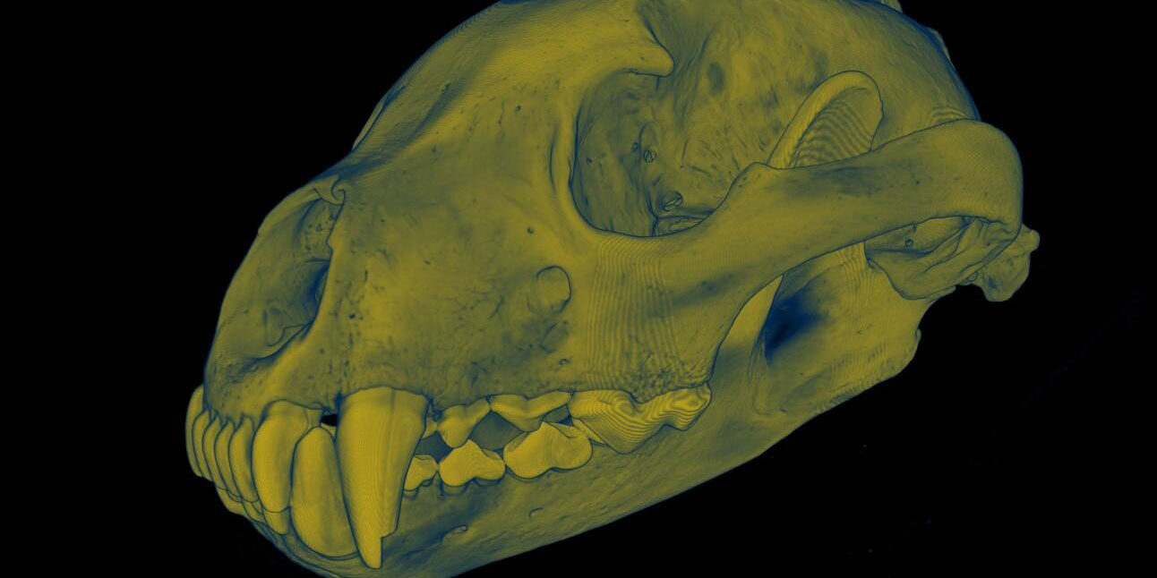 Image of a wolverine skull