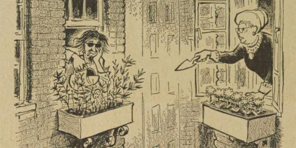 Bill Mauldin cartoon that ran in the Michigan Daily shows an old lady remarking on a hippie's growing weed garden.