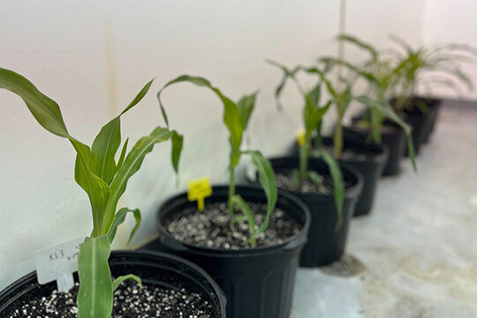 A row of corn stalks in black pots along a white wall.