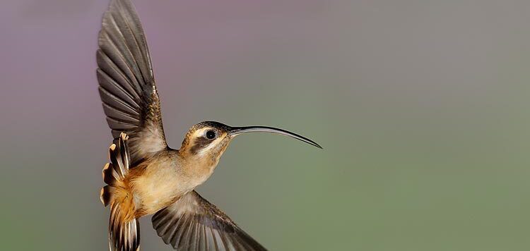A hummingbird